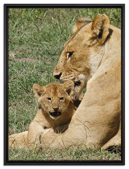 Löwin putzt ihr auf Leinwandbild gerahmt Größe 80x60