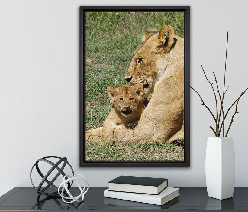 Löwin putzt ihr auf Leinwandbild gerahmt mit Kirschblüten