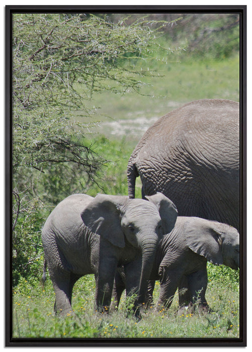 Süße Elefanten Babys auf Leinwandbild gerahmt Größe 100x70