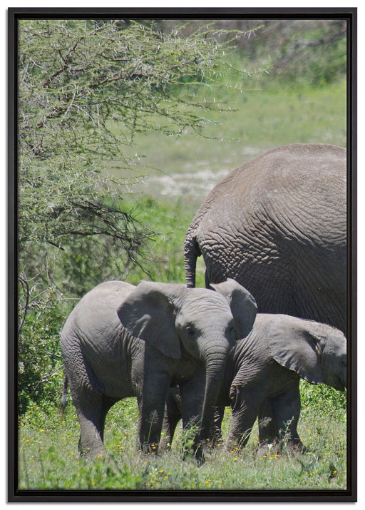 Süße Elefanten Babys auf Leinwandbild gerahmt Größe 100x70