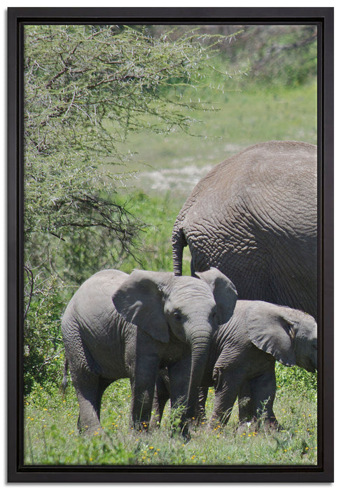 Süße Elefanten Babys auf Leinwandbild gerahmt Größe 60x40