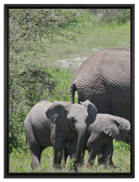 Süße Elefanten Babys auf Leinwandbild gerahmt Größe 80x60