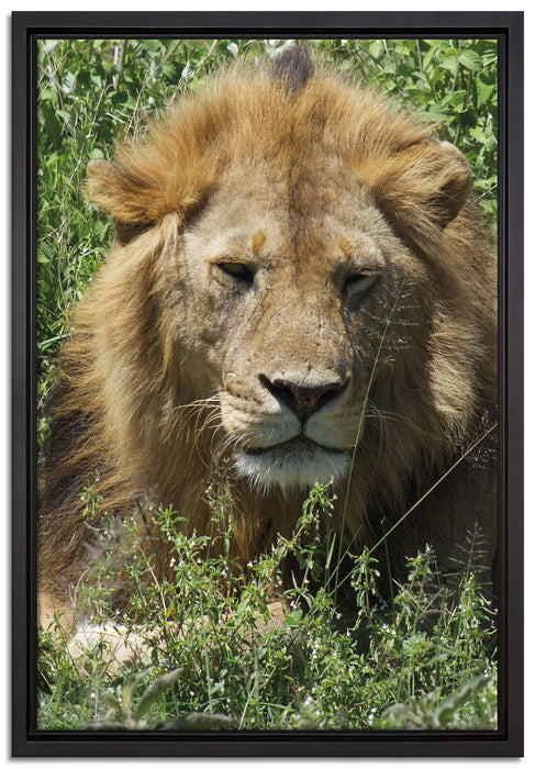müder Löwe ruht im Gras auf Leinwandbild gerahmt Größe 60x40