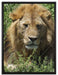 müder Löwe ruht im Gras auf Leinwandbild gerahmt Größe 80x60