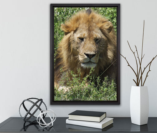 müder Löwe ruht im Gras auf Leinwandbild gerahmt mit Kirschblüten