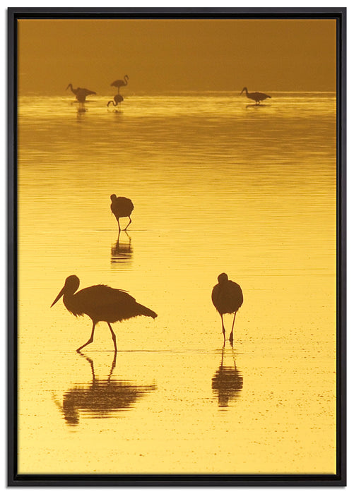 Störche im Wasser auf Leinwandbild gerahmt Größe 100x70