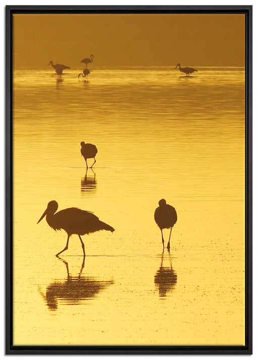 Störche im Wasser auf Leinwandbild gerahmt Größe 100x70