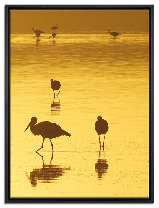Störche im Wasser auf Leinwandbild gerahmt Größe 80x60