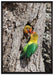 Papageienpaar auf Leinwandbild gerahmt Größe 100x70