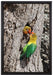Papageienpaar auf Leinwandbild gerahmt Größe 60x40