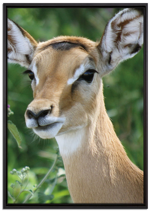 niedliches Reh auf Wiese auf Leinwandbild gerahmt Größe 100x70