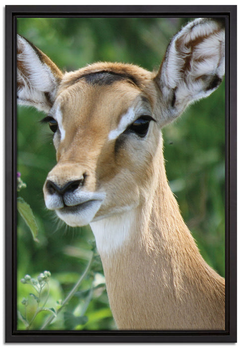 niedliches Reh auf Wiese auf Leinwandbild gerahmt Größe 60x40