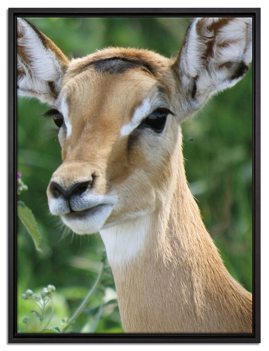 niedliches Reh auf Wiese auf Leinwandbild gerahmt Größe 80x60