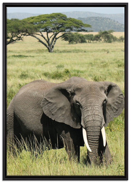 Elefant in der Savanne auf Leinwandbild gerahmt Größe 100x70