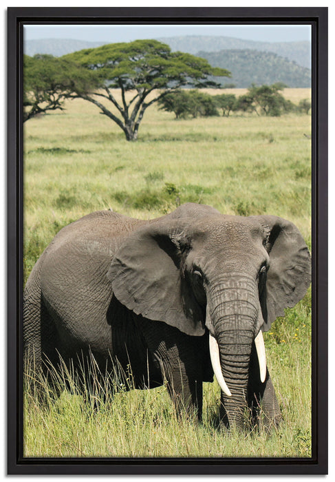 Elefant in der Savanne auf Leinwandbild gerahmt Größe 60x40