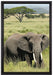 Elefant in der Savanne auf Leinwandbild gerahmt Größe 60x40