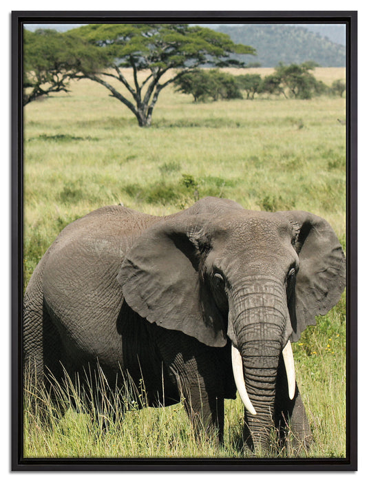 Elefant in der Savanne auf Leinwandbild gerahmt Größe 80x60