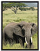 Elefant in der Savanne auf Leinwandbild gerahmt Größe 80x60
