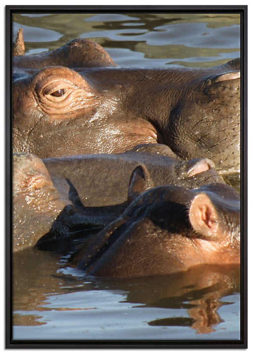 schwimmende Flusspferdfamilie auf Leinwandbild gerahmt Größe 100x70