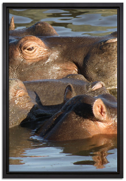schwimmende Flusspferdfamilie auf Leinwandbild gerahmt Größe 60x40