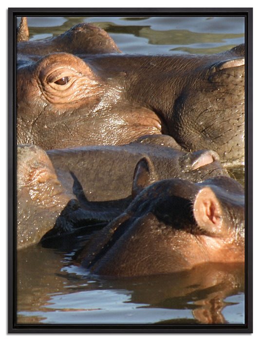 schwimmende Flusspferdfamilie auf Leinwandbild gerahmt Größe 80x60