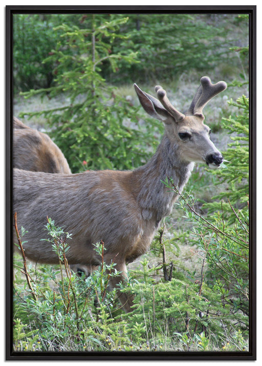 junges Reh Paar auf Leinwandbild gerahmt Größe 100x70