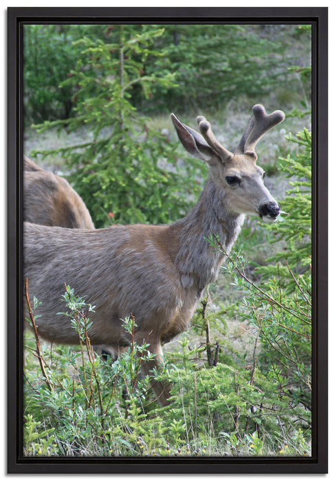 junges Reh Paar auf Leinwandbild gerahmt Größe 60x40