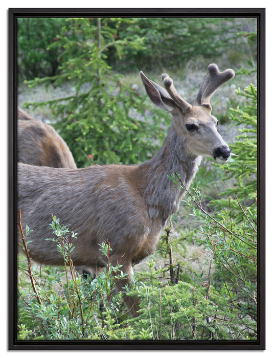 junges Reh Paar auf Leinwandbild gerahmt Größe 80x60