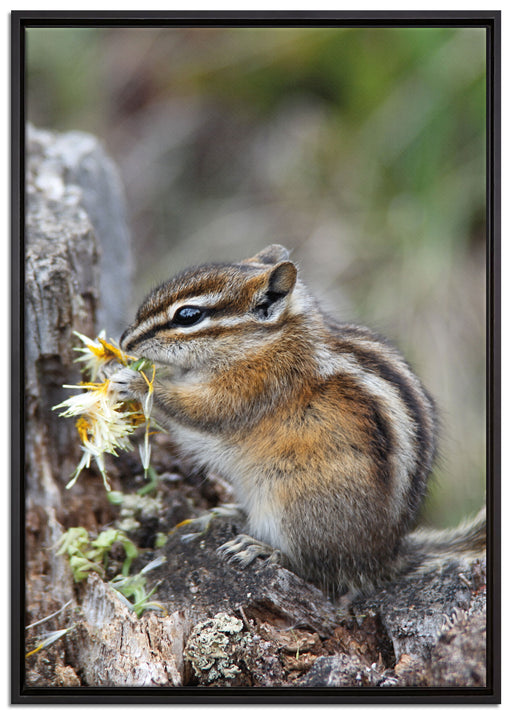 Streifenhörnchen beim Fressen auf Leinwandbild gerahmt Größe 100x70