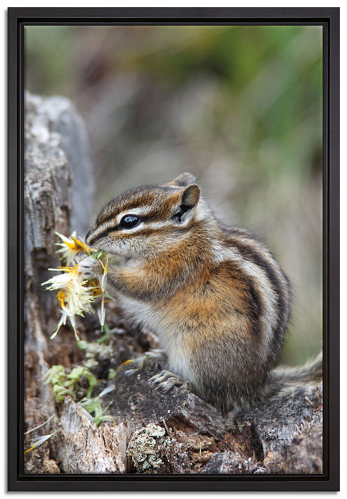 Streifenhörnchen beim Fressen auf Leinwandbild gerahmt Größe 60x40