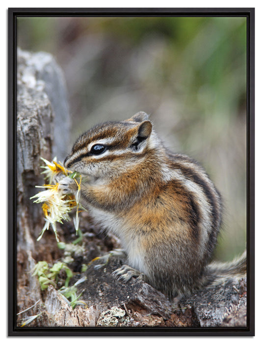 Streifenhörnchen beim Fressen auf Leinwandbild gerahmt Größe 80x60