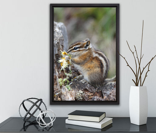 Streifenhörnchen beim Fressen auf Leinwandbild gerahmt mit Kirschblüten