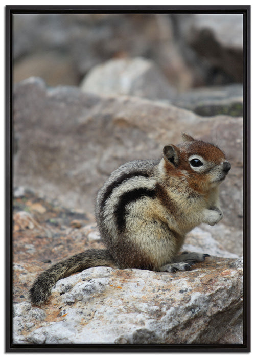 schüchternes Streifenhörnchen auf Leinwandbild gerahmt Größe 100x70