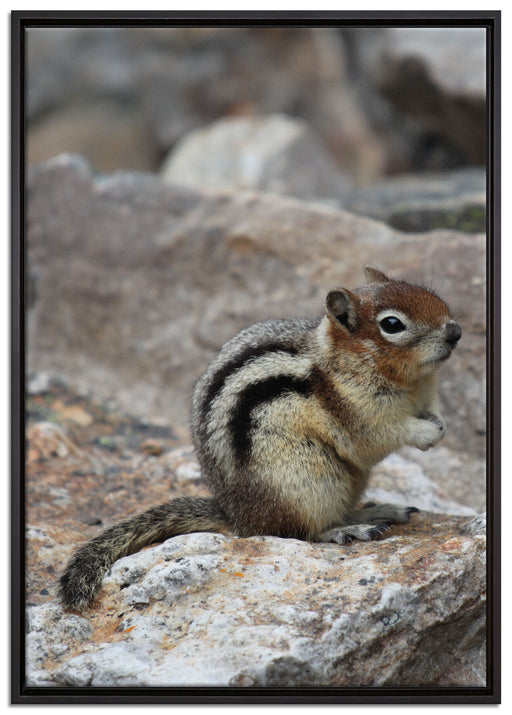 schüchternes Streifenhörnchen auf Leinwandbild gerahmt Größe 100x70