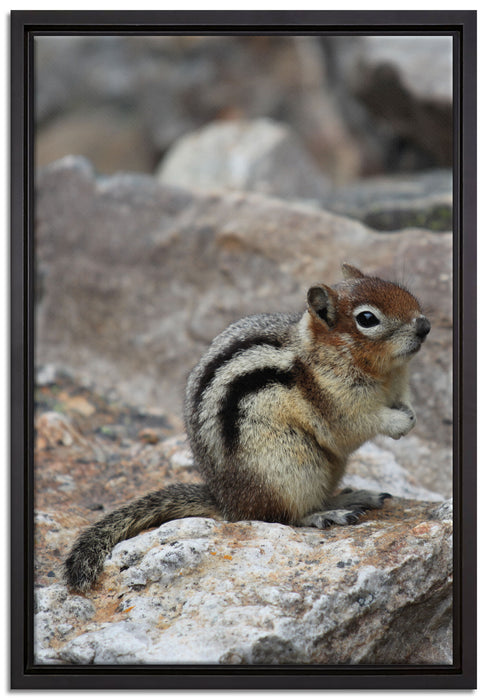 schüchternes Streifenhörnchen auf Leinwandbild gerahmt Größe 60x40