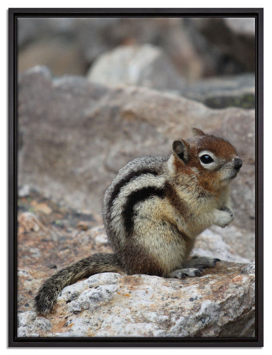 schüchternes Streifenhörnchen auf Leinwandbild gerahmt Größe 80x60