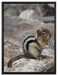 schüchternes Streifenhörnchen auf Leinwandbild gerahmt Größe 80x60