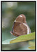 kleine bräunlicher Schmetterling auf Leinwandbild gerahmt Größe 100x70