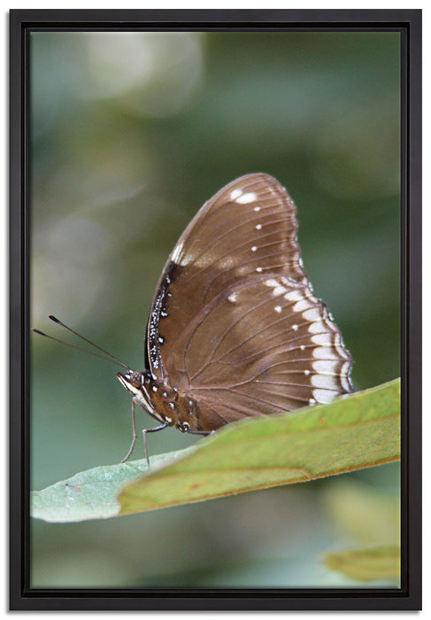 kleine bräunlicher Schmetterling auf Leinwandbild gerahmt Größe 60x40
