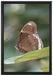 kleine bräunlicher Schmetterling auf Leinwandbild gerahmt Größe 60x40