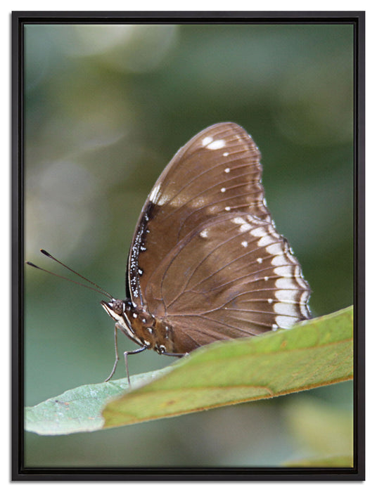 kleine bräunlicher Schmetterling auf Leinwandbild gerahmt Größe 80x60
