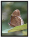 kleine bräunlicher Schmetterling auf Leinwandbild gerahmt Größe 80x60