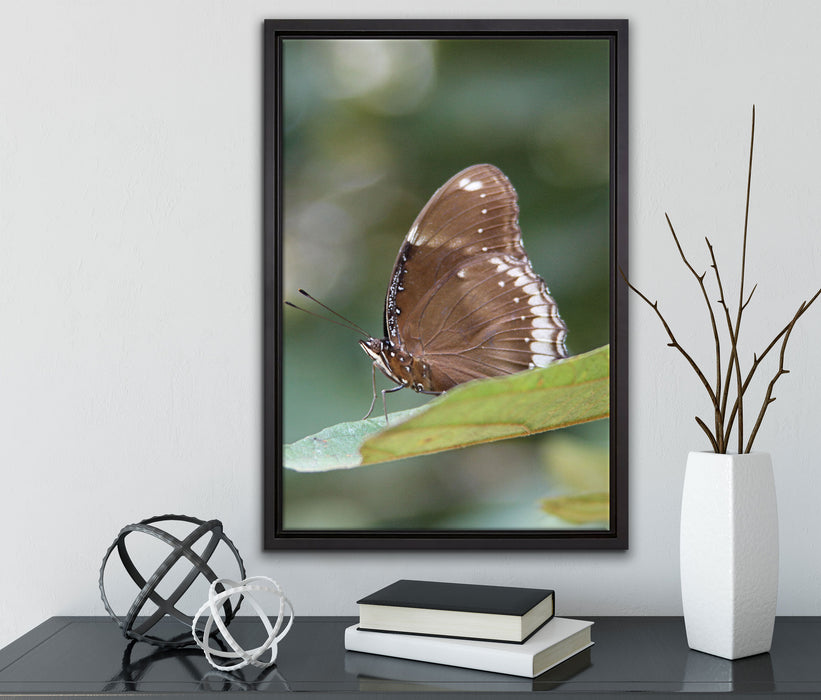 kleine bräunlicher Schmetterling auf Leinwandbild gerahmt mit Kirschblüten