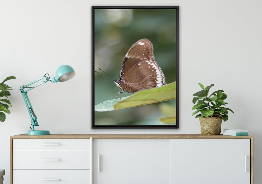 kleine bräunlicher Schmetterling auf Leinwandbild gerahmt verschiedene Größen im Wohnzimmer