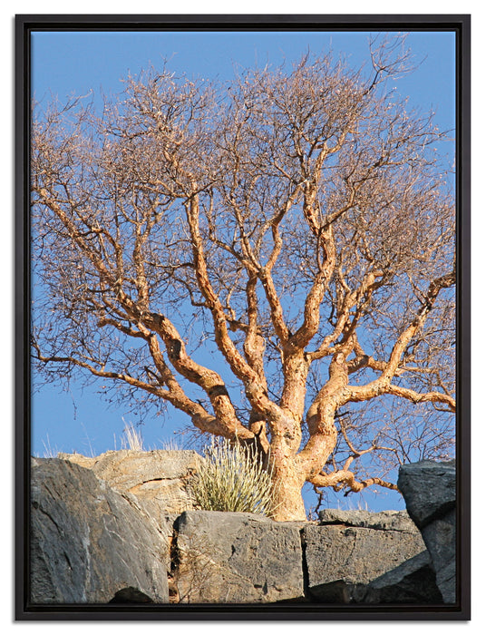 einsamer Baum im Gebirge auf Leinwandbild gerahmt Größe 80x60