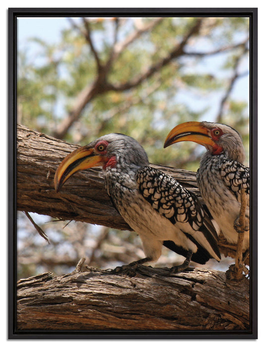 zwei exotische Vögel auf Baum auf Leinwandbild gerahmt Größe 80x60