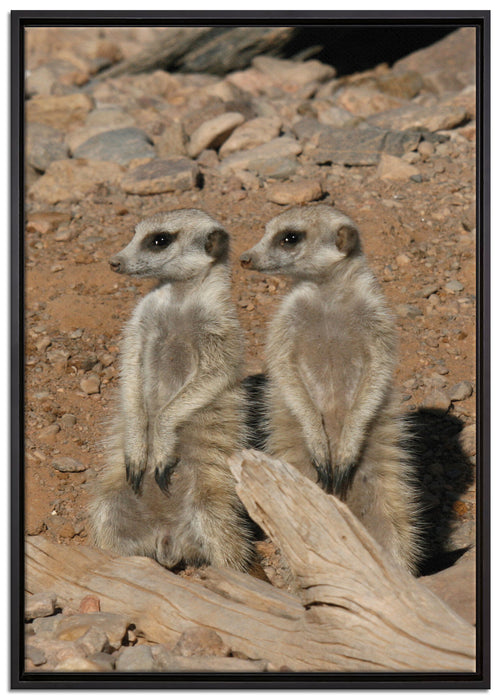kleines Erdmännchen Rudel auf Leinwandbild gerahmt Größe 100x70