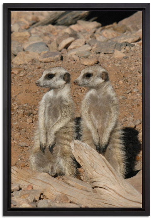 kleines Erdmännchen Rudel auf Leinwandbild gerahmt Größe 60x40