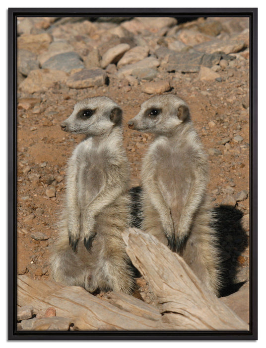 kleines Erdmännchen Rudel auf Leinwandbild gerahmt Größe 80x60