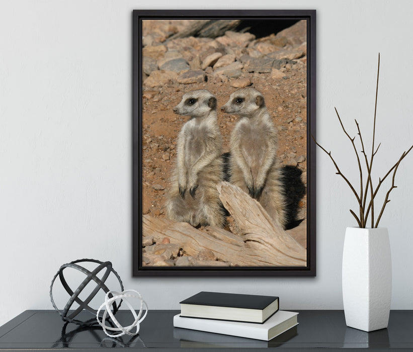 kleines Erdmännchen Rudel auf Leinwandbild gerahmt mit Kirschblüten
